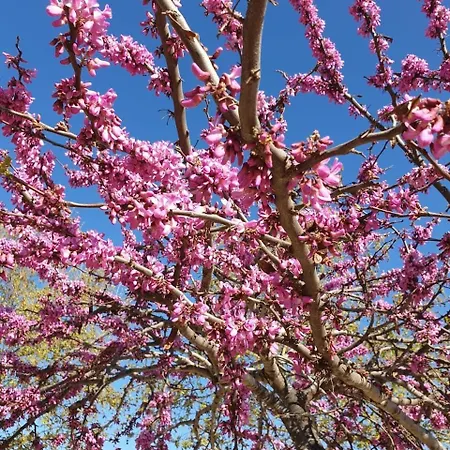 アパート Libertad 36